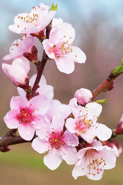 Cherry Blossoms Photography, Spring Cherry Blossoms Photography, Spring Blossom Painting, Branches With Flowers, Painting Reference Photos Flowers, Spring Blossom Photography, Flower Cherry Blossom, Cherry Flowers, Sakura Flower Photography