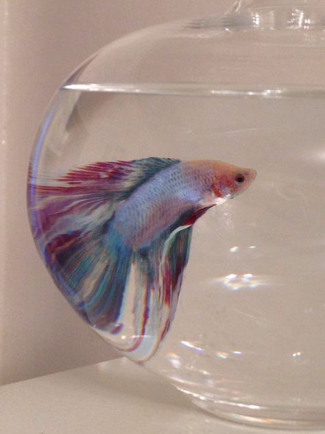 a betta named everything. Fish Names, Aesthetic Fish, Fish Tank Themes, Pretty Fish, Pet Fish, Pretty Animals, Welcome To My Channel, Cute Animal Photos, Sea Fish