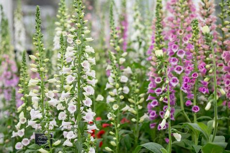 How to Sow Foxglove Seeds - BBC Gardeners' World Magazine Cars And Flowers, Garden Planting Plan, Dream Garden Flowers, House Front Garden, Mum Garden, Foxglove Flowers, Garden Ideas Uk, Beatrix Potter Illustrations, Cottage Garden Flowers