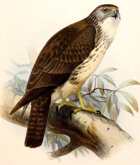 Hawaiian Hawk - Buteo solitarius Raptor Bird Of Prey, Sparrowhawk, Eagle Pictures, Engraving Art, John James Audubon, Birds Of Prey, Vintage Pictures, The Birds, Bird Prints