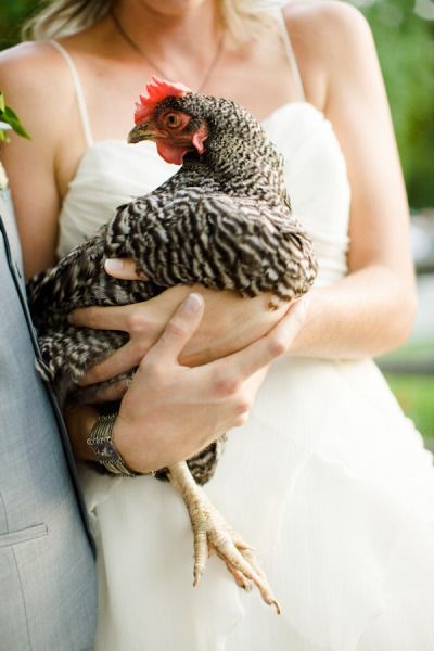 Photoshoot With Chickens, Chicken Photoshoot, Hen Photography, Watercolor Fox Tattoos, Wedding Snap, Chicken Dress, Chicken Pictures, Wedding Aesthetics, Spring Photoshoot