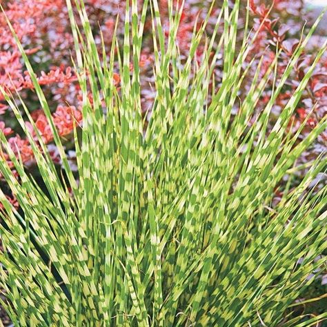 Top 10 Ornamental Grasses for Containers Container Grasses, Grasses For Pots, Ornamental Grass Landscape, Tall Potted Plants, Plantas Exterior, Garden Grasses, Grass Alternative, Tall Ornamental Grasses, Fall Landscaping