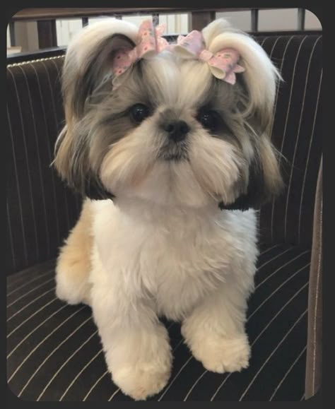 Puppy Shitzu, Shitzu Teddy Bear Haircut, Cute Shitzu Haircuts, Puppy Shih Tzu Haircut, Dog With Ponytail, Shih Tzu Hairstyles, Dog Haircut, Shitsu Dog Haircut, Dog Hairstyles Shih Tzu