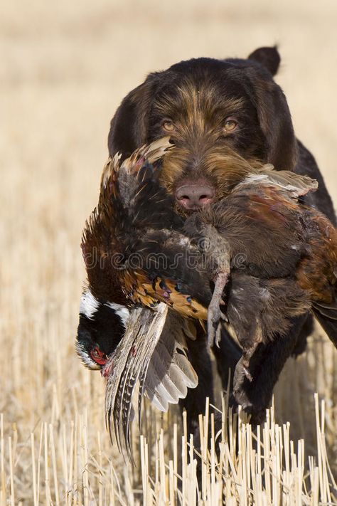 Pheasant Hunting. Hunting Dog retrieving a Rooster Pheasant , #AD, #Hunting, #Pheasant, #Dog, #Rooster, #retrieving #ad Flat Coated Retriever, Pheasant Hunting, Waterfowl Hunting, German Shorthair, Bird Hunting, Bird Dogs, Duck Hunting, Sporting Dogs, Weimaraner