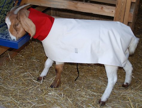 Cotton Duck Goat Blanket with Neck Goat Blanket, Pony Express, Trade Show Exhibit, Showing Livestock, Pet Health, Cool Kids, Goats, Sheep, Blankets