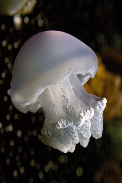 Mushroom Head Jellyfish Water Creatures, Beneath The Sea, Mushroom Head, Life Aquatic, Beautiful Sea Creatures, Water Animals, Underwater Creatures, Underwater Life, Jelly Fish