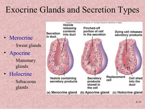 Animal Physiology, Exocrine Gland, Student Board, Integumentary System, Mammary Gland, Medical Facts, Science Notes, Sweat Gland, Diy Health