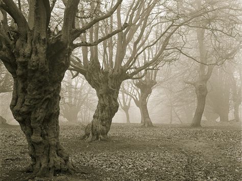 Haunted Epping Forest, Essex Epping Forest, Essex England, Scary Drawings, Haunted Forest, Spooky Trees, Most Haunted, World Photo, Scary Stories, Dark Forest