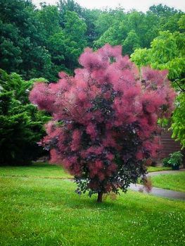 Purple Shrubs, Garden Shrubs, Landscape Trees, Garden Cottage, Arte Floral, Royal Purple, Small Trees, Flowering Trees, Trees And Shrubs