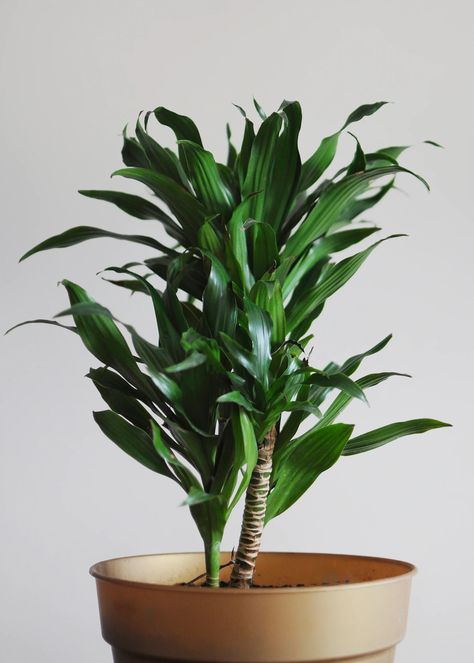 All those succulents, ficuses and ferns quickly add up. Here’s how to build a houseplant collection while on a budget. Janet Craig Plant, Dracaena Care, Dracena Plant, Growing Vegetables Indoors, Agave Attenuata, Sensitive Plant, Corn Plant, Inside Plants, Smart Garden