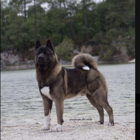 American Akita Dog, Big Dogs Breeds, Biggest Dog In The World, Biggest Dog, Wire Crate, Kennel Cover, Dog Crate Cover, Japanese Akita, Akita Puppies