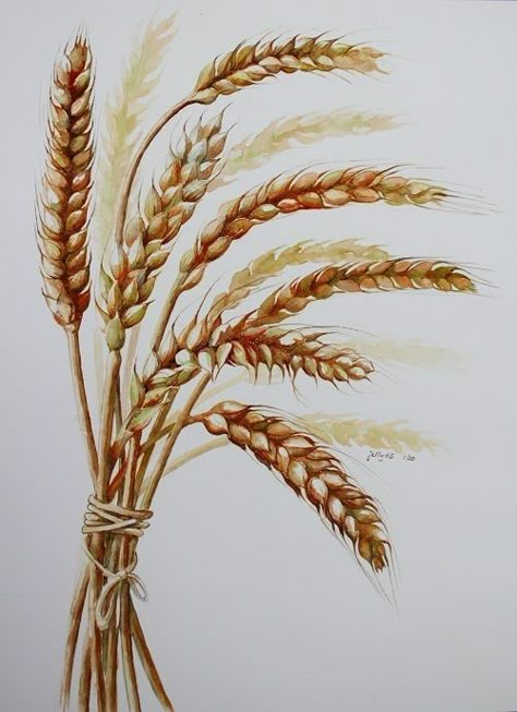 Wheat Painting, Wheat Art, Wheat Drawing, Wheat Tattoo, Wheat Stalk, Wheat Design, Coffee Painting, Detailed Artwork, Fall Watercolor