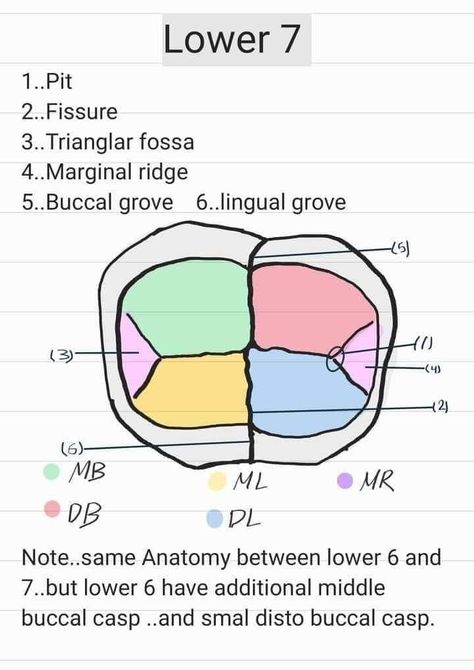 Dental Hygienist School, Dental Assistant Study, Teeth Anatomy, Medical Drawings, Dental Aesthetics, Dental Hygiene School, Dentistry Student, Dental Anatomy, Dental Technician