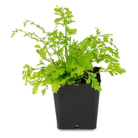 Mother Fern, Live Indoor Plants, Stevia Plant, Terrarium Plants, Mother Plant, Plant Pictures, Garden Soil, Types Of Soil, Potting Soil