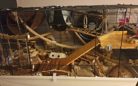 Rodent Cage Ideas, Fancy Mouse Pet, Fancy Mouse Cage, Elios Room, Pet Mice Cage, Mouse Cage Setup, Fancy Mice Cage Ideas, Mice Cage Ideas, Diy Mouse Cage