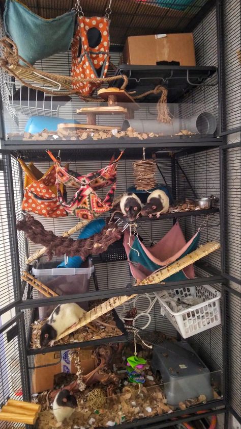 Rat Cage Diy, Diy Rat Toys, Pet Rat Cages, Rat Care, Rat Cage Accessories, Rat House, Mouse Cage, Diy Bird Toys, Pet Rat