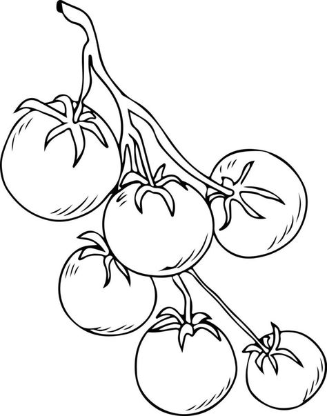 Tomatoes on the branch sketch, great design for any purposes. Isolated on white background Tomato Sketch, Branch Sketch, Vector Landscape, Background Background, Great Design, Tomatoes, White Background, Coloring Pages, Vector Free