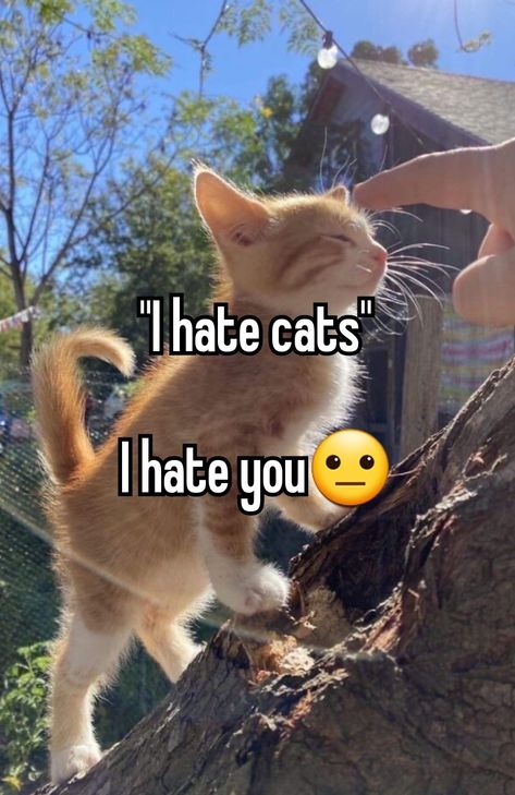 Hate Cats, Silly Cats Pictures, Cute Cats Photos, Sugar Glider, Silly Animals, Cat Person, Funny Cute Cats, Cute Cats And Dogs, Silly Cats