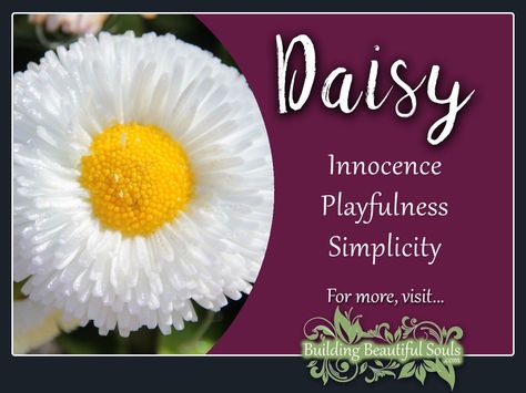 Daisy is a powerful flower! Delve deeply into Daisy Meaning & Symbolism! Learn Daisy Color Meanings, Spiritual Meanings & History! Get all Flower Meanings! Daisy Symbolism, Flower Messages, Daisy Meaning, Plant Symbolism, Plant Meanings, Flower Symbolism, Church Wedding Flowers, Sunflowers And Daisies, Taurus Quotes