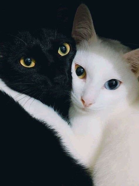 Black And White Cats, Söt Katt, Lots Of Cats, White Cats, Cute Cats And Kittens, Pretty Cats, Beautiful Cats, 귀여운 동물, Crazy Cats