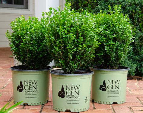 NewGen Freedom® Boxwood – Farwest Show | Portland, Oregon Common Boxwood, Wintergreen Boxwood, Box Wood Shrub, Organic Mulch, Fast Growing Trees, Wildlife Gardening, Small Yard, Outdoor Landscaping, Green Beauty