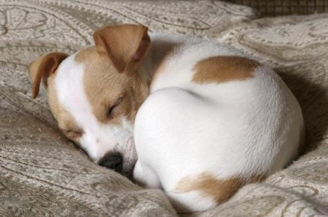 Chien Jack Russel, Jack Russell Terrier Puppies, Jack Russell Puppies, Dog Sleeping, Sleeping Puppies, Cute Chihuahua, White Dog, Chihuahua Puppies, Sleeping Dogs