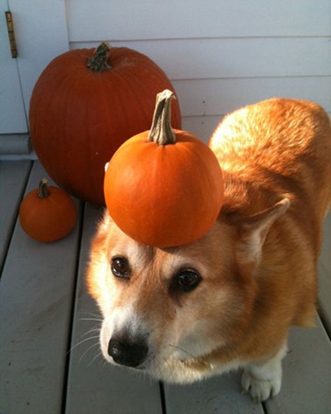 This delicate creature that's all like, "Where'd the pumpkin go?" - Corgis Excited for Fall - Adorable Corgi Photos - Good Housekeeping Corgi Pumpkin, Dog And Pumpkin, Corgi Facts, Dog Costumes Funny, Corgi Pictures, Happy Autumn, Diy Dog Costumes, Diy Costumes Kids, Corgi Funny