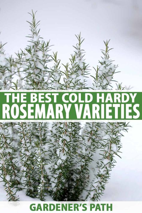 Rosemary Varieties, Rosemary Garden, Seasonal Gardening, Homestead Gardening, Growing Rosemary, Colorado House, Rosemary Plant, Homestead Life, Homegrown Food