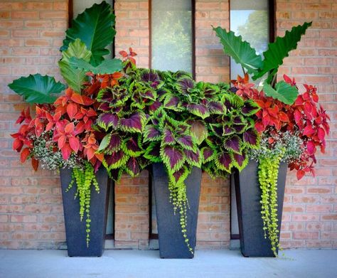 Planters With Coleus, Centsational Style, Front Porch Flower Pots, Front Porch Flowers, Summer Planter, Funny Vine, Porch Flowers, Container Garden Design, Container Gardening Flowers