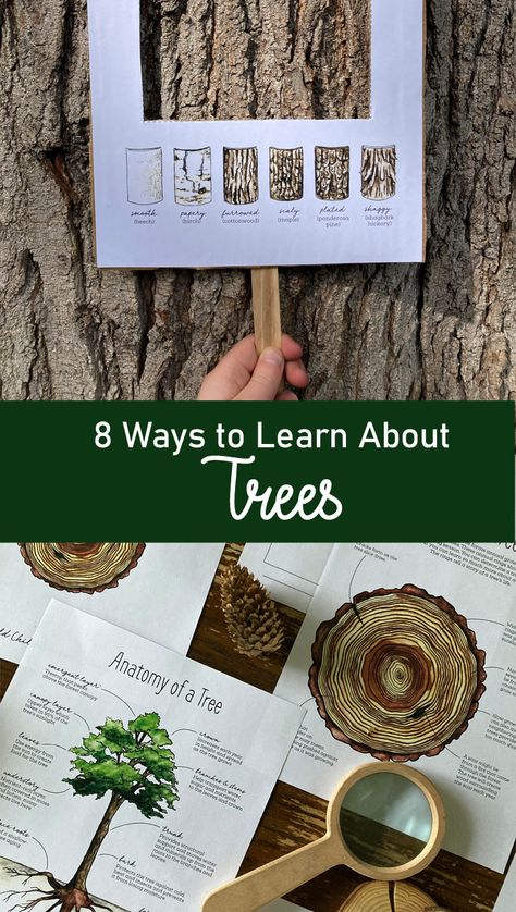 Tree nature study lesson plan for kids Leaf Nature Study, Summer Camp Nature Activities, Upper Elementary Nature Study, Kindergarten Nature Journal, Forest School Water Activities, Tree Nature Study, Forestry Activities For Kids, Camping Homeschool Activities, Nature Based Therapy