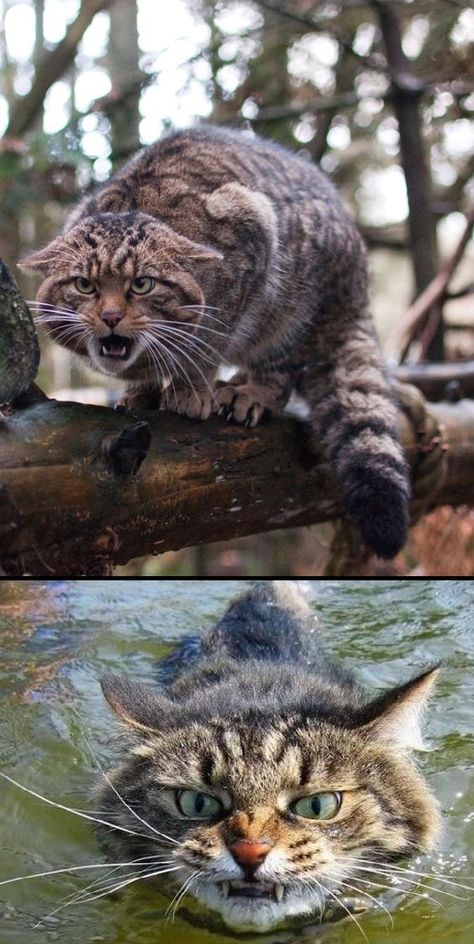 Cat Hunting Pose, European Wildcat, Cat Pouncing, Retractable Claws, Scottish Wildcat, Cat Hunting, Small Wild Cats, English Channel, Thick Coat