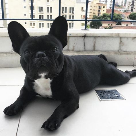 ♡ Follow us @tigermistloves for more daily inspo ♡ French Bulldog Full Grown, Mini French Bulldogs, French Bulldog Facts, French Bulldog Funny, Frenchie Puppy, French Bulldog Puppy, Cute French Bulldog, French Bulldog Puppies, Bulldog Puppies