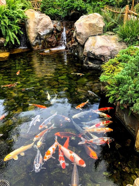 Trending Garden Ponds Design Ideas Coy Pond Aesthetic, Coy Fish Pond, Koi Fish Garden, Koi Pond Design, Kolam Air, Kolam Koi, Fish Pond Gardens, Coy Fish, Garden Pond Design