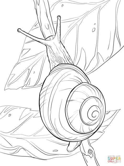 Snail Coloring Pages, Snail Coloring, Snail Art, Insect Art, Colouring Pages, Pencil Art, Art Drawings Sketches, 그림 그리기, Coloring Page