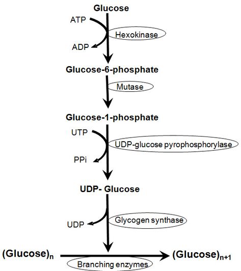 image and diagram contains the glycogenesis pathway, which includes a total of six steps Mcat Prep, Krebs Cycle, Nursing School Essential, Medical Student Study, Biology Lessons, Science Notes, Biology Notes, Photos For Profile Picture, Endocrine System