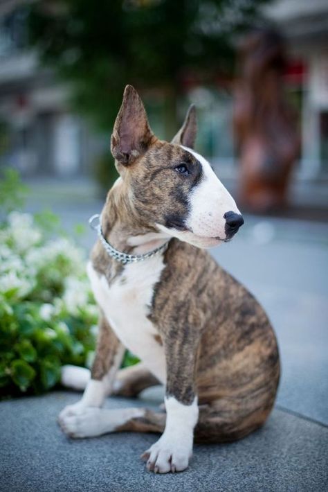 These 30 Miniature Bull Terriers Will Melt Your Heart – Page 3 – The Paws Brindle Bull Terrier, Best Large Dog Breeds, Mini Bull Terriers, Miniature Bull Terrier, Regnul Animal, Bull Terrier Puppy, Dog List, Best Dog Breeds, Bull Terrier Dog