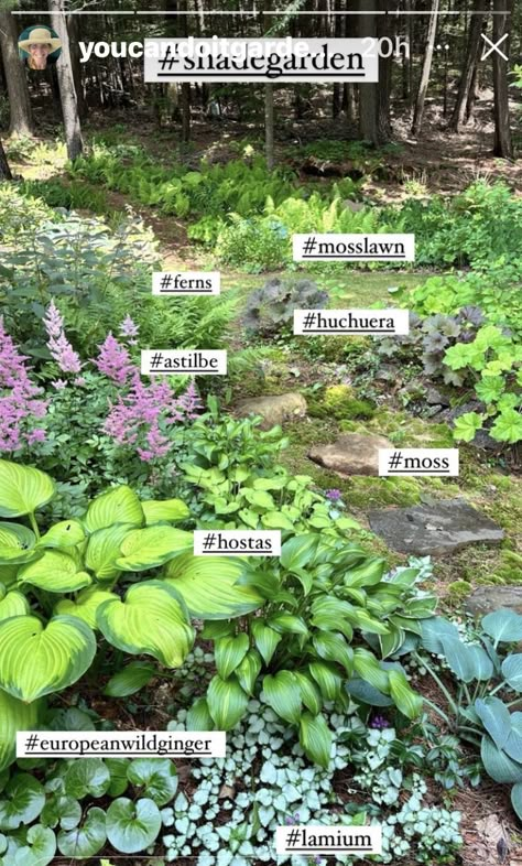 Secret Woodland Garden, Wisconsin Front Yard Landscaping Ideas, Natural Shade Garden, Northeast Landscape Ideas, Character House Flower Vibe, Wooded Lot Landscaping, Landscaping For Wooded Areas, Eucalyptus Landscaping, Minnesota Gardening Ideas