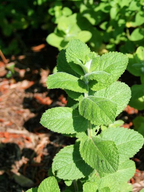 Why Apple Mint Will Be Your New Favorite Herb - Home Garden Joy Mint Water Benefits, Mint Herb, Mint Water, Apple Mint, Gardening Zones, Herb Gardening, Mint Plants, Vegetable Garden Diy, California Garden