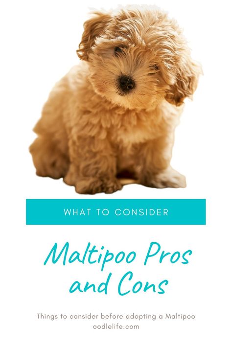 Mini Maltipoo Puppy, Cute Maltipoo Puppies, Maltipoo Puppy Haircuts, Miniature Maltipoo, Teacup Maltipoo Puppy, Maltipoo Haircut Styles Teddy Bears, Multipoo Hairstyles, Mini Maltipoo, Maltipoo Dogs Full Grown