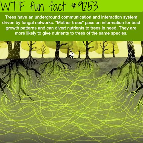 How Tree Communicate - WTF fun facts Wow Facts, Unbelievable Facts, We Are The World, Science Facts, The More You Know, Fun Science, History Facts, Fun Fact, Things To Know