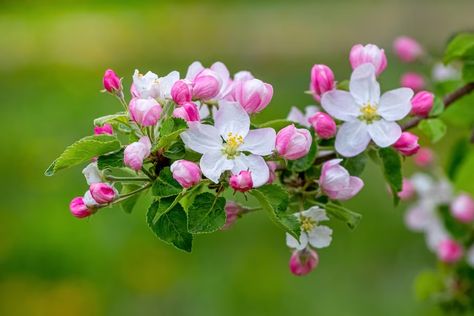 Premium Photo | Apple blossoms. apple tree branch with flowers and buds on a green blurred background Green Blurred Background, Apple Tree Branch, Apple Tree Flowers, Branch With Flowers, Apple Blossom Flower, Apple Blossoms, Sculpture Painting, Blossom Trees, Blurred Background