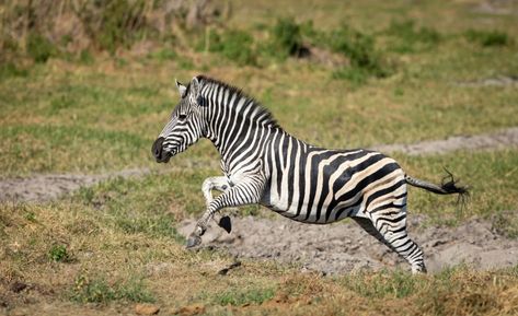 Zebra Images, Whale Video, Rare Fish, Bull Moose, Wooly Mammoth, Bear Photos, Viral Video, Grizzly Bear, Sketchbook Art Inspiration