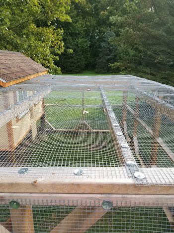 Hi everyone!     Reading here, I see we all have predator issues, which vary greatly depending on... Reban Ayam, Chicken Barn, Chicken Coup, Chicken Tractor, Chicken Coop Run, Backyard Chicken Farming, Chicken Coop Designs, Chicken Garden, Coop Plans