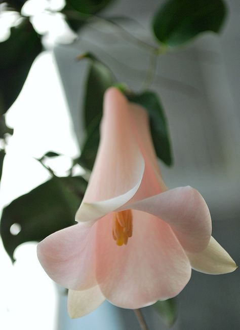 Lapageria Rosea, Waltz Of The Flowers, Macro Photography Flowers, Bell Flowers, Miniature Flowers, Leafy Plants, Garden Vines, Sun Garden, Unusual Plants