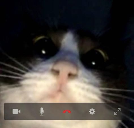 When your cat learns how to videochat...(Instagram @Lily.Fat.Cat) Chat Instagram, Meme Chat, Texts Funny, Cat Diseases, C Is For Cat, Science Astronomy, Angel Core, Art Models, Comics Anime