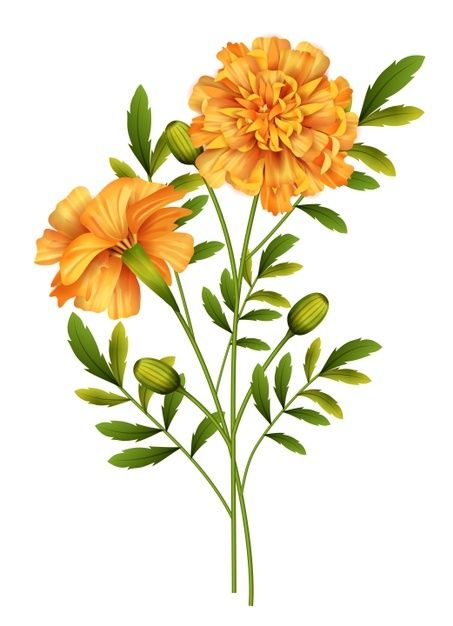 Marigold Tattoos, Marigold Tattoo, Marigold Flowers, Drawing Things, Shutter Stock, Calendula Flower, Flowers Vector, Marigold Flower, Floral Drawing