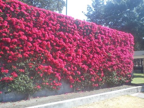 Roof Landscape, Backyard Privacy, School Garden, Flower Landscape, Mediterranean Garden, Tree Wallpaper, Roof Garden, Patio Stones, Bougainvillea