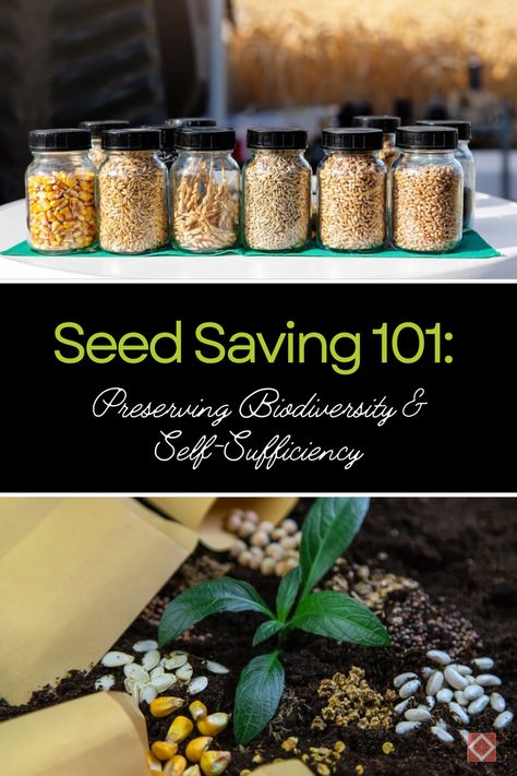 Learn the art of seed saving and its role in preserving our agricultural heritage. 🌱 Discover how collecting and preserving seeds from your garden can promote biodiversity and ensure food security for future generations. Save Seeds, Thriving Garden, Indoor Plant Care, Seed Saving, Food System, Food Security, Plant Identification, Sustainable Garden, Seed Company