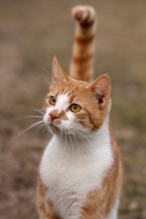 orange tabby and white Orange And White Cat, Image Chat, Orange Tabby Cats, Orange Cats, Airbrush Art, Orange Tabby, White Cats, Cat Facts, Ginger Cats