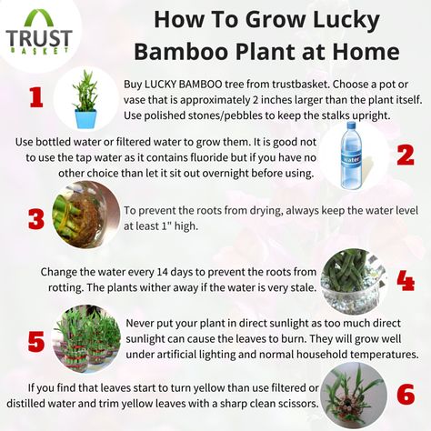 How to grow Lucky Bamboo Plant at Home?  #growingtips #gardeningtips #luckybamboo #planttips #indoorgarden How To Grow Lucky Bamboo Indoors, Bamboo Care Tips, Lucky Bamboo Meaning, How To Care For Lucky Bamboo Plant, How To Repot A Lucky Bamboo Plant, How To Take Care Of Bamboo Plant, Bamboo Plant Indoor Decor Ideas, How To Care For Bamboo Plant, How To Grow Bamboo Indoors